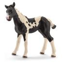 Schleich -  Pinto Fohlen